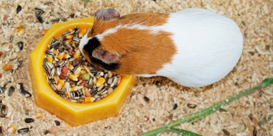 Meerschweinchen im Stall