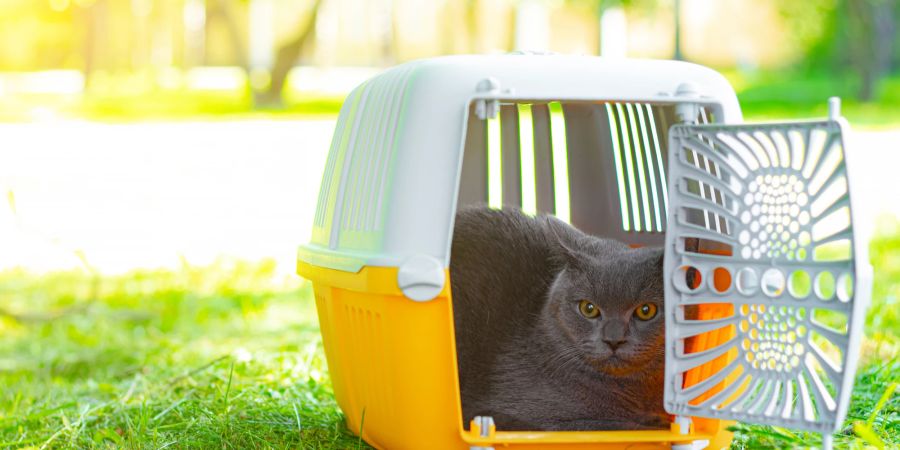 Ob im Wohnzimmer oder im Garten: Dort, wo sich Katzen häufig aufhalten, kann das Transportbox-Training stressfrei stattfinden.
