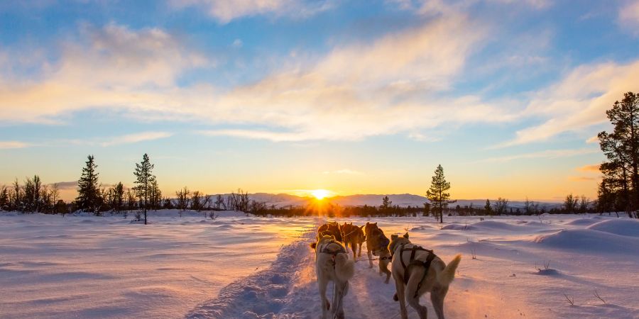 Hundeschlitten im Schnee im Sonnenuntergang.