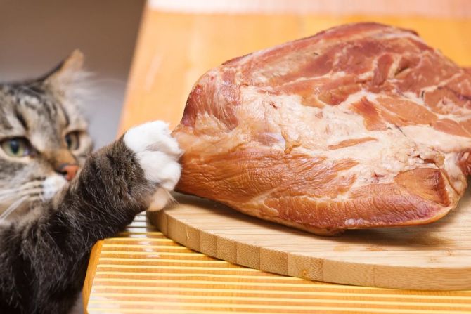 Katze tastet Fleischstück