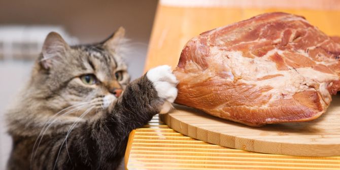 Katze tastet Fleischstück