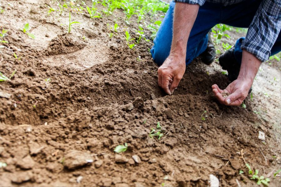 Ihr Mann war auch im Garten, hatte ihre Schreie aber nicht gehört, da er taub ist. (Symbolbild)