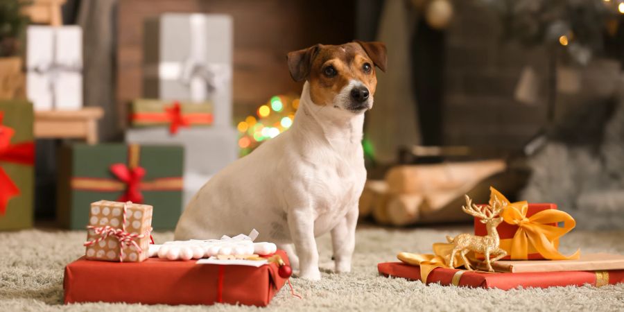 Hund Tierschutz