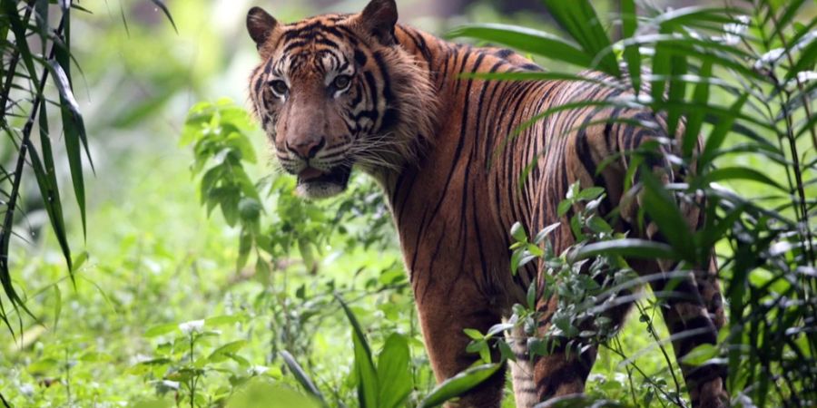 Sumatra-Tiger