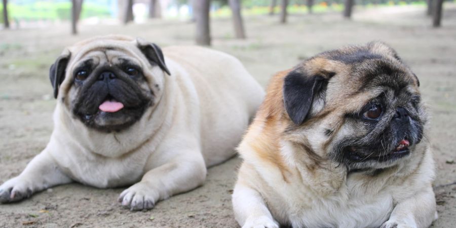 Übergewicht bei Hunden führt oft zu Diabetes, Atembeschwerden und Gelenkproblemen.
