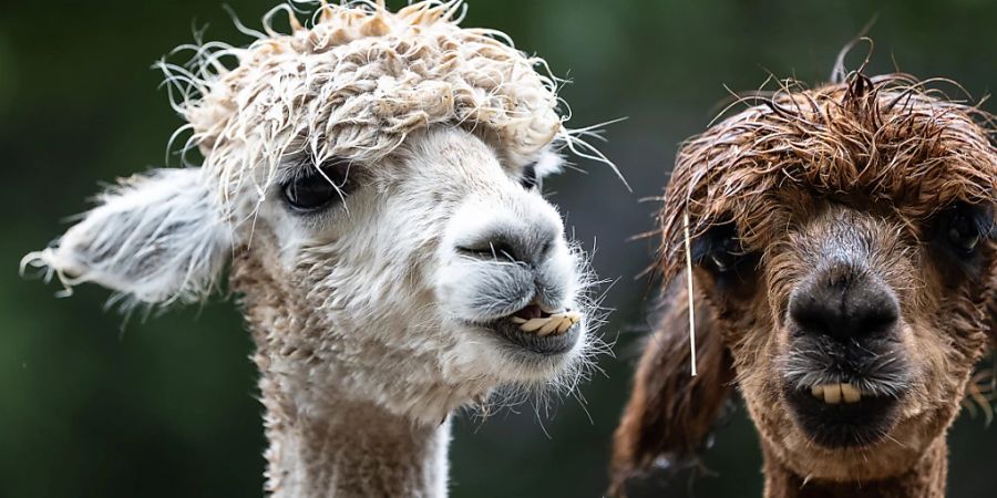 Wölfe haben im Glarnerland bei Elm eine Herde Alpakas angegriffen und mehrere Tiere gerissen. (Symbolbild)