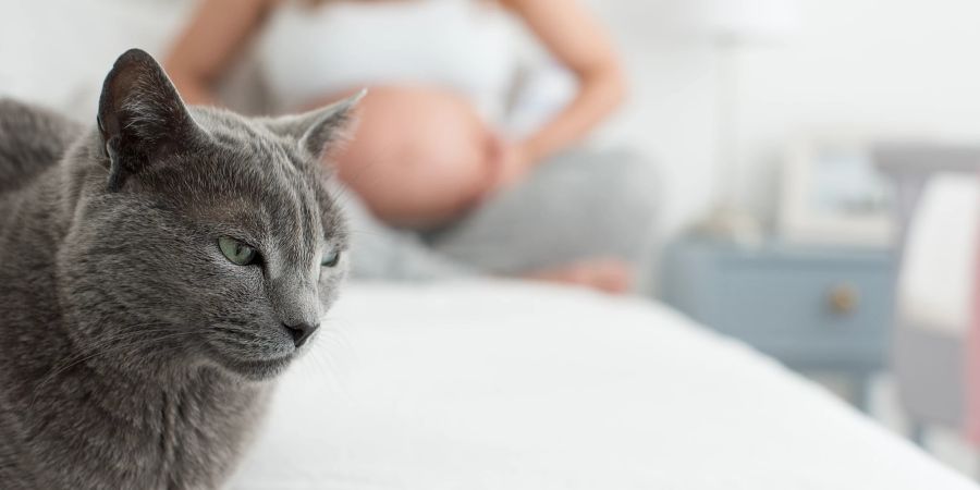 Katze und Schwangere auf dem Bett