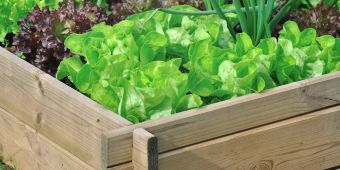 Salat im Hochbeet