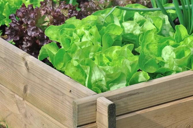 Salat im Hochbeet