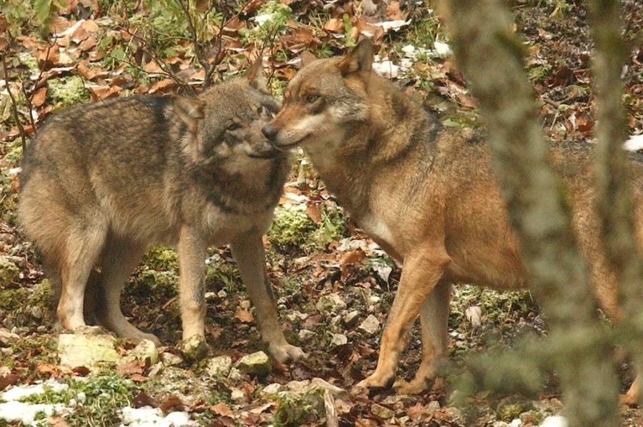 Um per Definition als Rudel zu gelten, muss nämlich neben einem Wolfspaar auch ein Jungtier dabei sein. (Symbolbild)