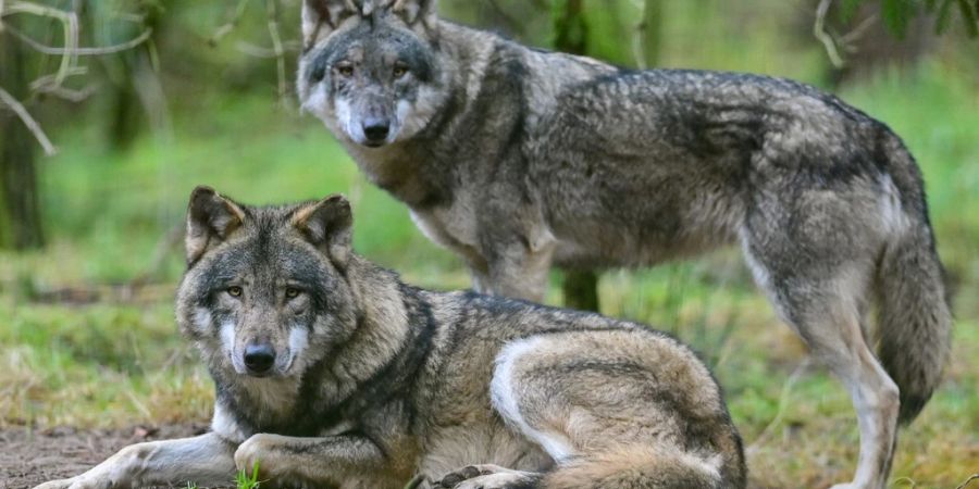 Im Kanton Wallis und in den angrenzenden Gebieten leben 13 Wolfsrudel. Im Bild Wölfe in einem Zoo. (Archivbild)