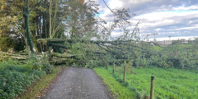 Rapperswil-Jona SG - Unbekannte fällen elf Bäume