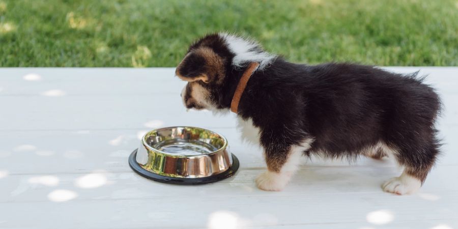 Hund vor Wassernapf