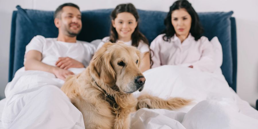 Familie Hund auf Bett