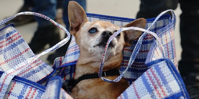 Hund in Tüte Tierschutz