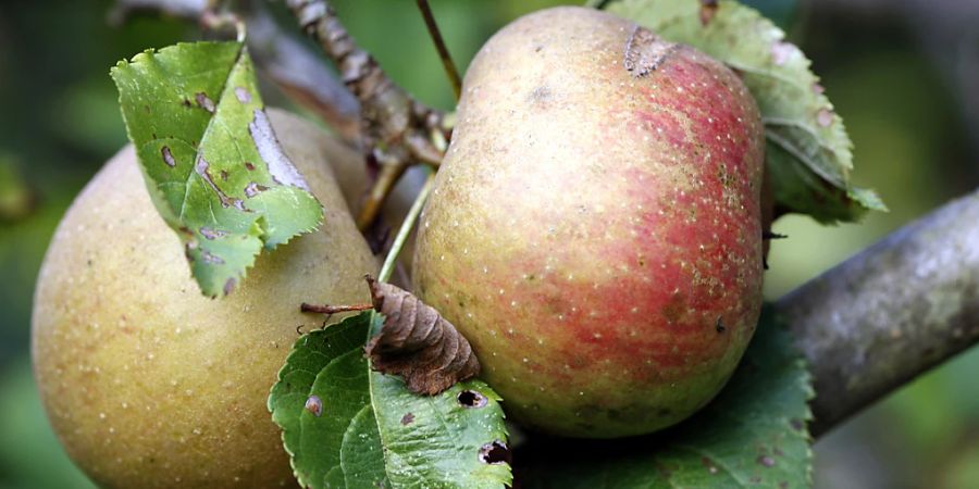 Boskoop-Äpfel an einem Hochstammbaum in der Schweiz. (Archivbild)