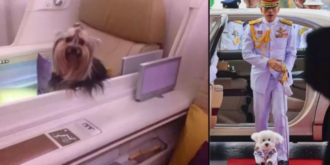 First Class & Uniform - So krass verwöhnt der Thai-König seine Hunde