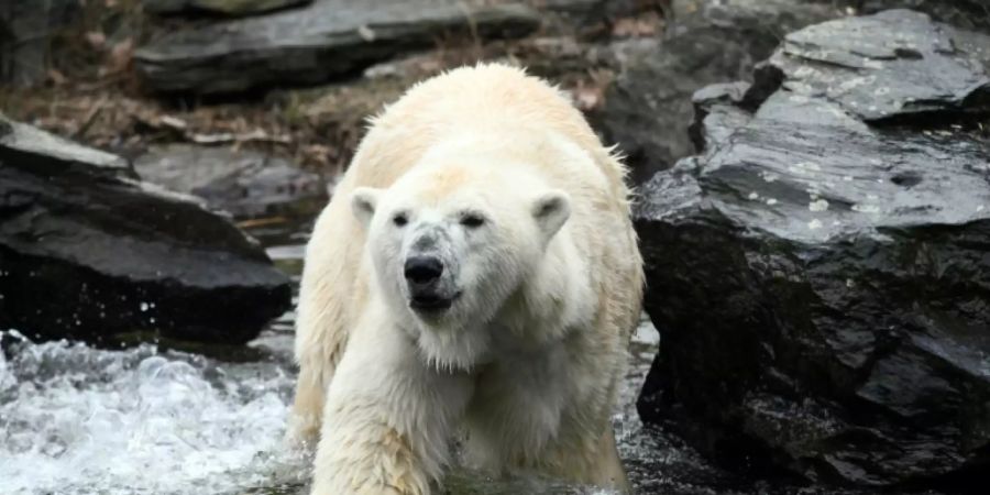 Eisbärin Tonja aus dem Berliner Tierpark