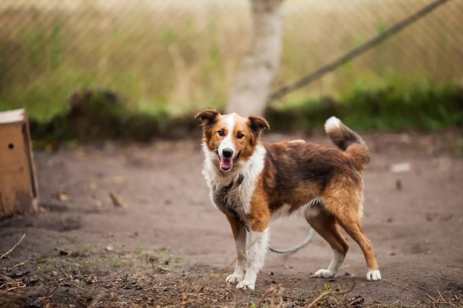 Hund im Tierheim