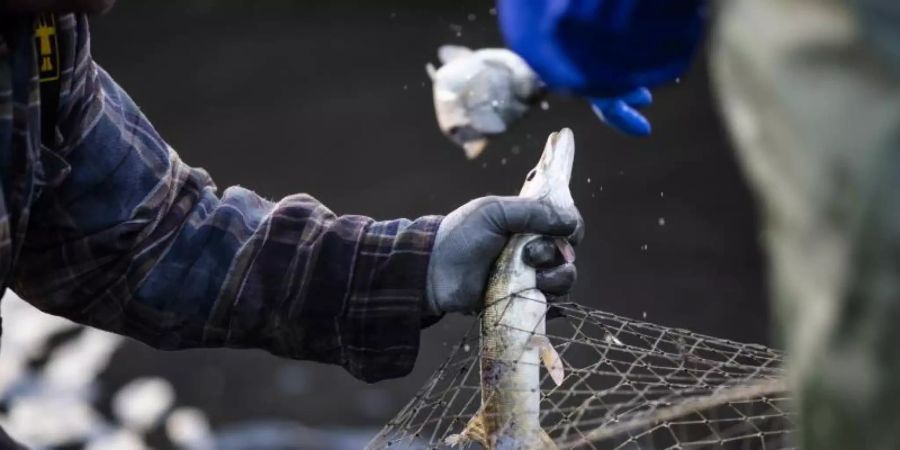 Die Fischerei fördert laut einer neuen Studie das Nachwachsen kleiner und scheuer Fische. Foto: Alexander Prautzsch/zB/dpa