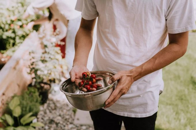 Reife Tomaten für den Sommersalat Reife Tomaten