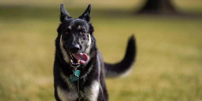Joe Bidens Hund «Major» ist wieder im Weissen Haus. Major Joe Bidens weißes haus