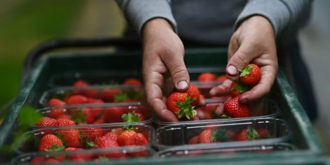 Frischgepflückte Erdbeeren Frischgepflückte Erdbeeren