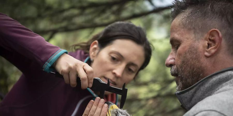 Julia Hatzl und David Jenny von der Vogelwarte Sempach vermessen einen jungen Steinadler, dessen Flugrouten sie mithilfe eines Peilsenders verfolgen werden.