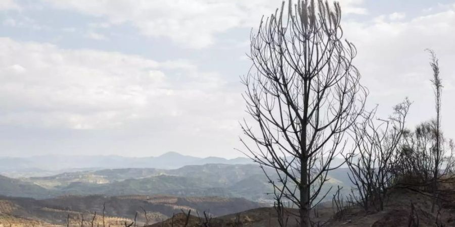 Verbrannte Landschaft in der Nähe von Lalas, unweit von Olympia. Foto: Socrates Baltagiannis/dpa