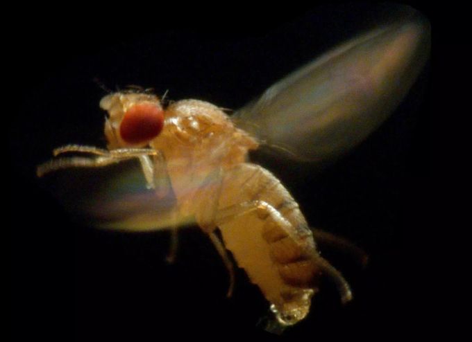 Eine Fruchtfliege Drosophila melanogaster. Drosophila melanogaster