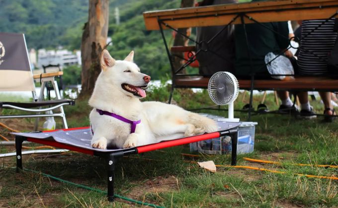 Während der Hundstage schwitzen auch die Hunde Hundstage