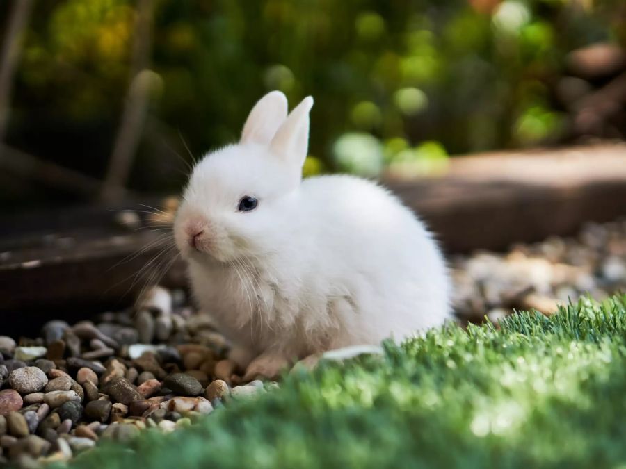 Kaninchen, weiss