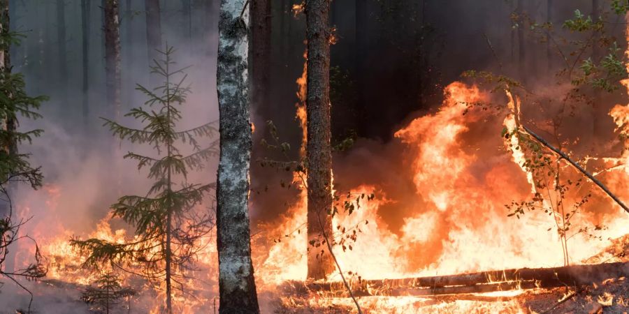 Russia Forest Fires