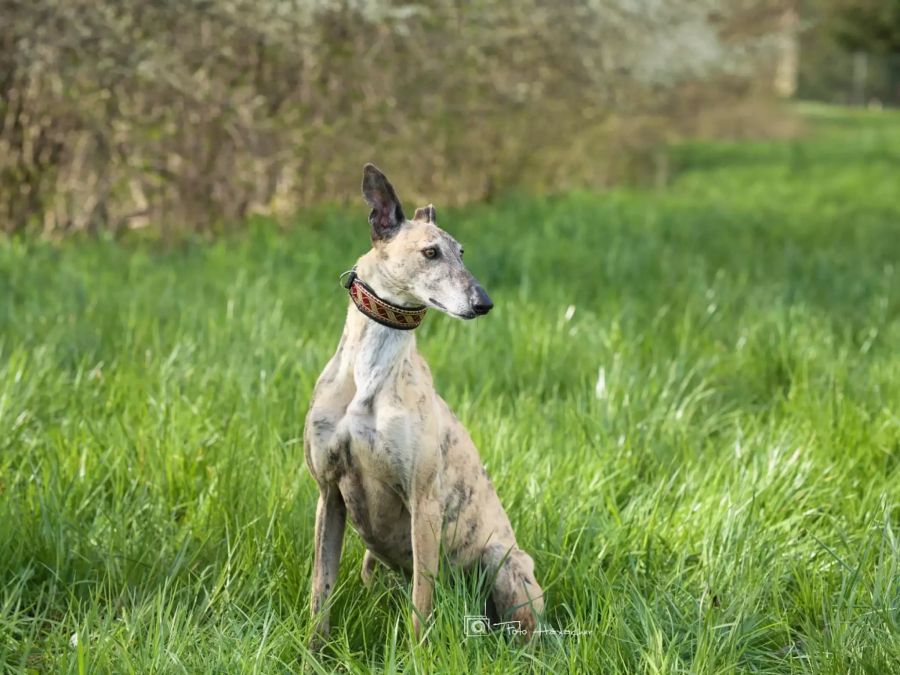 New Graceland Arwen