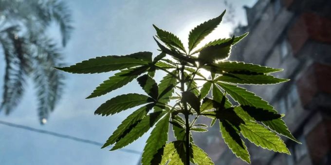 Marihuana-Pflanze Marihuana-Pflanze