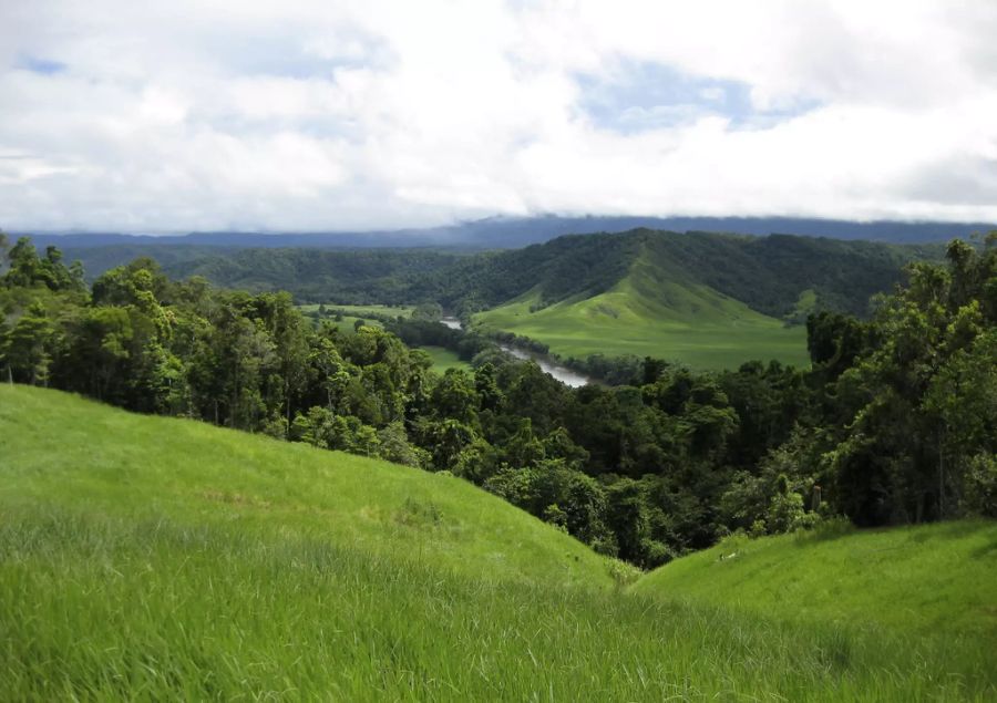 Daintree