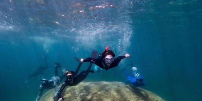 438 Jahre alt - Im Great Barrier Reef wurde riesige Koralle entdeckt