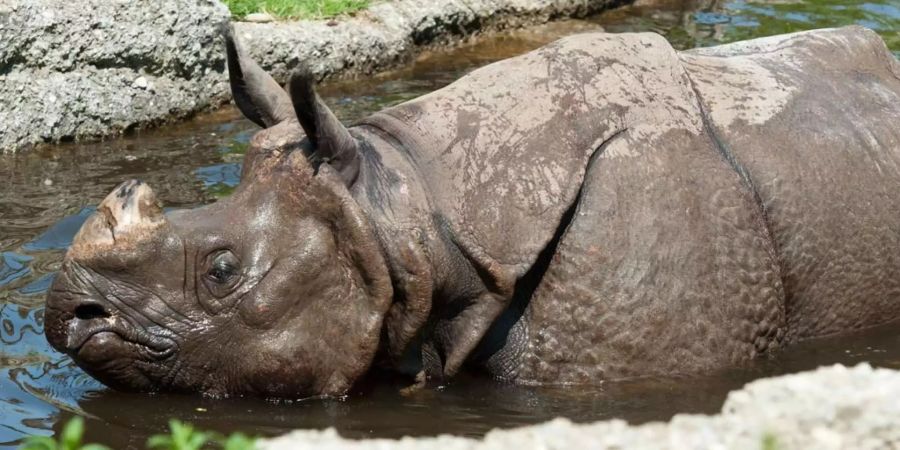 Die Nashorn-Kuh Saar hat den Basler Zoo verlassen.