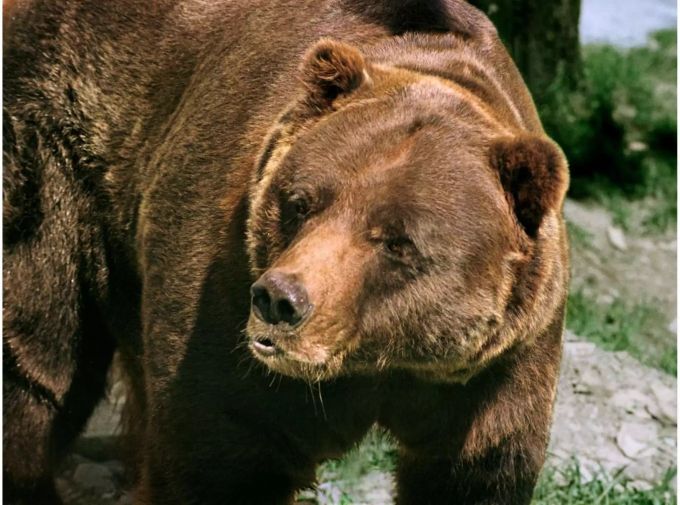 In Kanada und Alaska ist die Jagd auf Grizzlys erlaubt. In Kanada und Alaska ist die Jagd auf Grizzlys erlaubt.