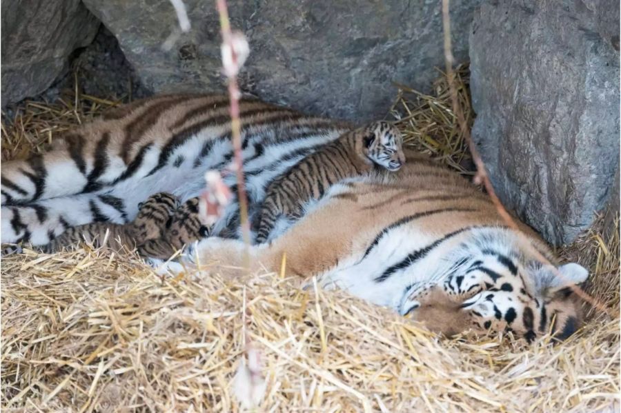 Die Tigerbabys kurz nach der Geburt mit Mama Julinka.