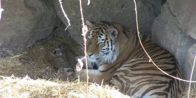 Walter Zoo in Gossau SG - So herzig sind die drei kleinen Tiger-Babys