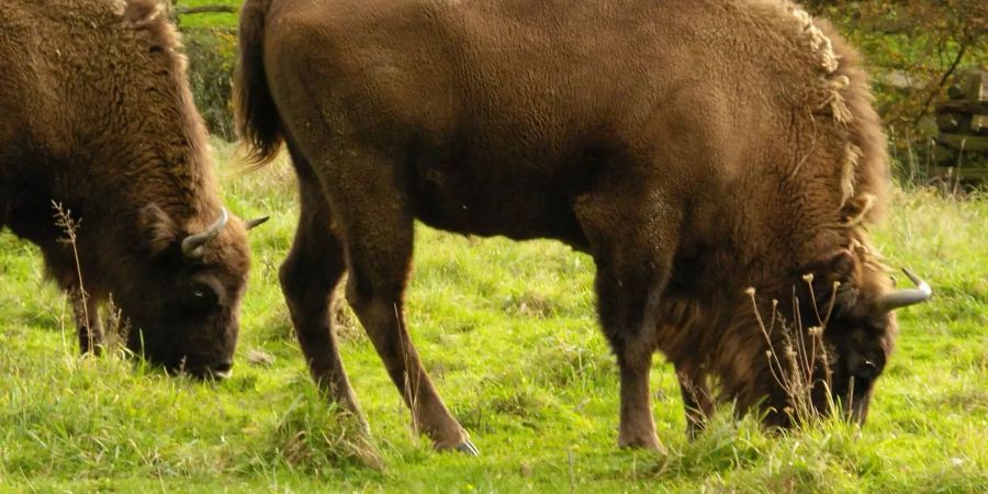 Auch Wisente könnten dereinst in der Petite Camargue Alsacienne ausgewildert werden. Im Bild eine Wisentkuh in einem Wildgehege im Neandertal. Bild: Wikimedia Commons/Ilion