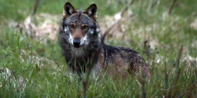 Ein Wolf riss ein Schaf. Ein Wolf, mutmasslich "M35", aufgenommen beim Dorfeingang von Bellwald im Obergoms VS.