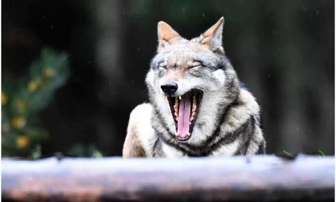 Der Wolf erhält in den meisten US-Bundesstaaten wieder den Schutzstatus. Wolf