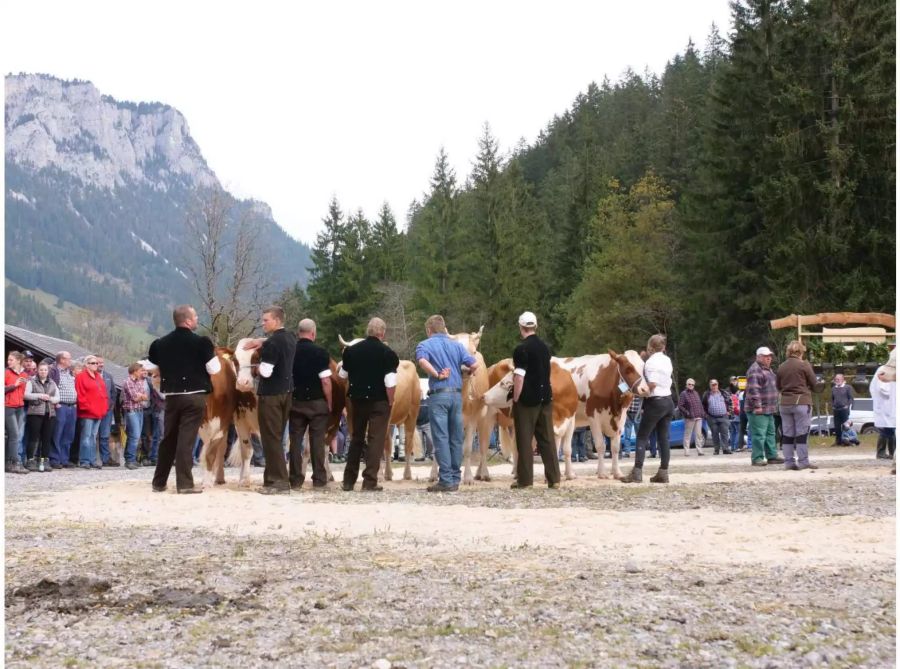 Schöne Aussichten: «Miss Street Parade» -Kandidatinnen und ihre Bauern.