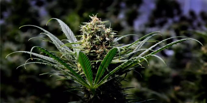 Eine Cannabis-Pflanze blüht. Eine Cannabis-Pflanze blüht.
