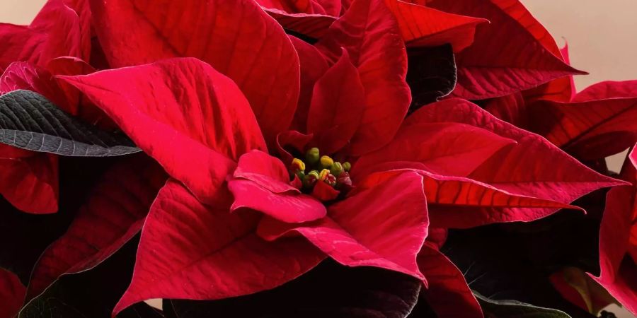 Der Weihnachtsstern gehört bei vielen zur winterlichen Dekoration, kann allerdings zu Juckreiz und geschwollenen Schleimhäuten führen.