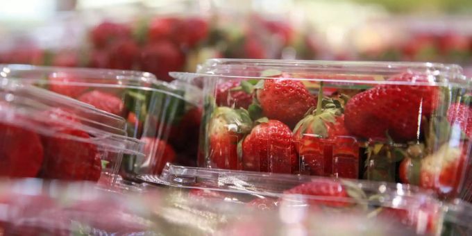 Steck- und Nähnadeln in Erdbeeren sorgen in Australien seit Wochen für Aufregung. Steck- und Nähnadeln in Erdbeeren sorgen in Australien seit Wochen für Aufregung.