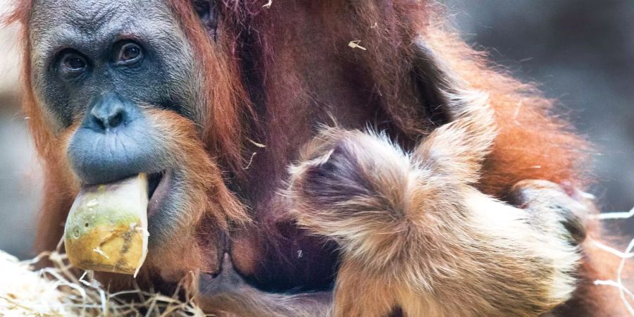 Ein Orang-Utan Baby klammert sich an seine Mutter im Frankfurter Zoo fest.