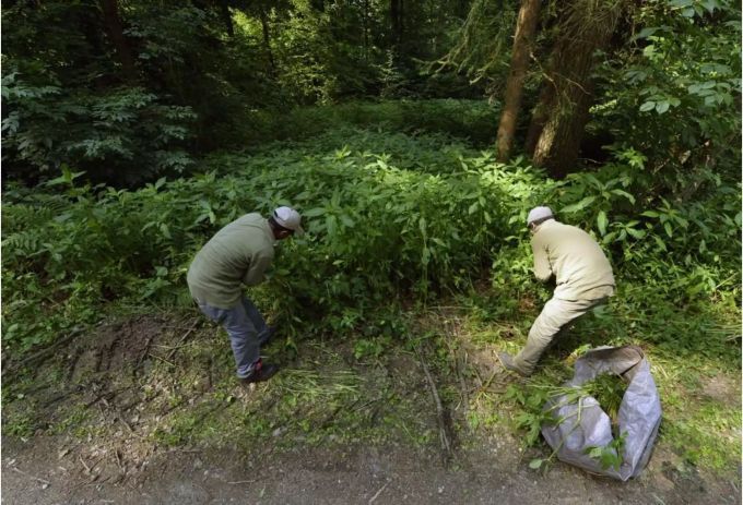 Männer entfernen Sträucher von Neophyten im Wald - Keystone Männer entfernen Sträucher von Neophyten im Wald - Keystone